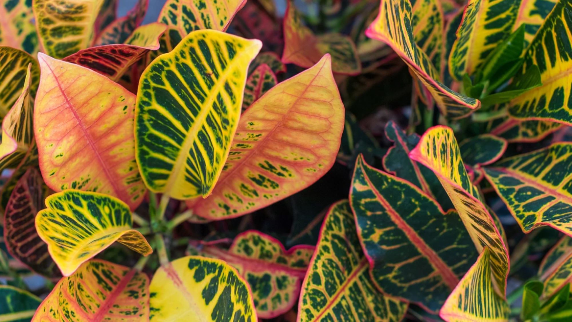 Codiaeum Petra 2000x1125